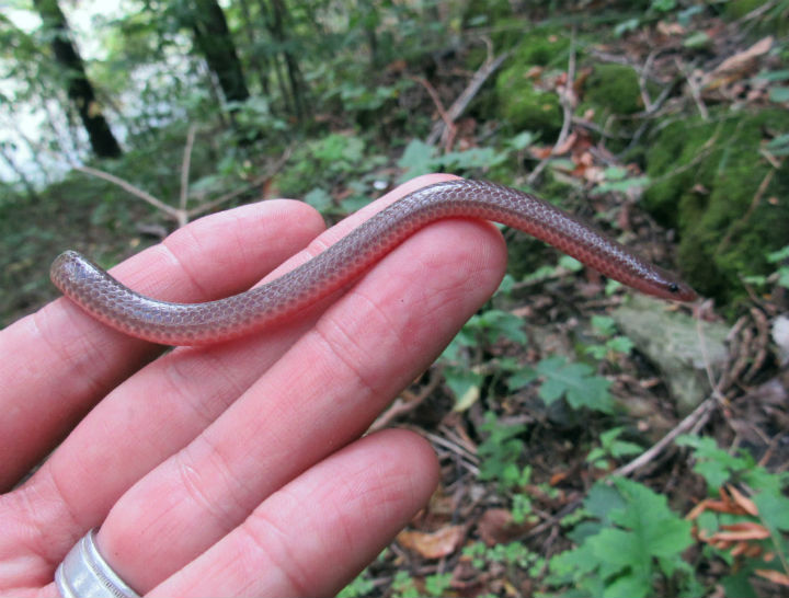 Worm Snake